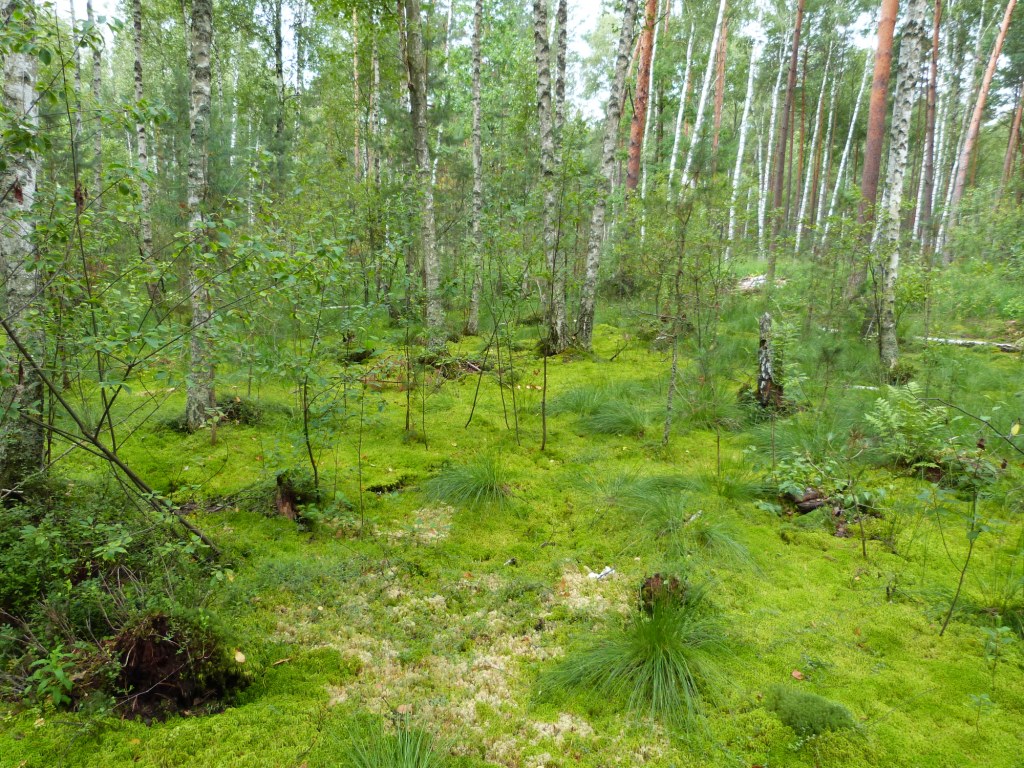 Swamped forest